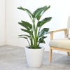 観葉植物 通販 ストレリチア・オーガスタ 8号鉢 ガルボ鉢カバー付 観葉植物 本物