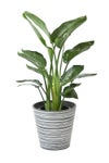 観葉植物 通販 ストレリチア・オーガスタ 8号鉢 エコフレンドリーポット鉢カバー付 観葉植物 本物