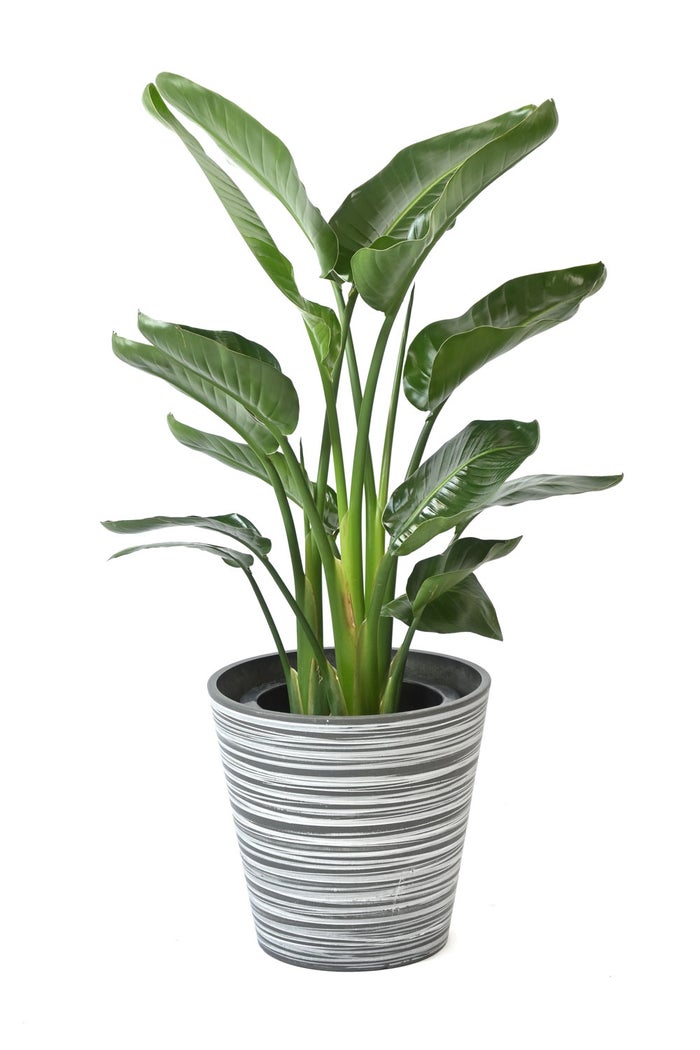 観葉植物 通販 ストレリチア・オーガスタ 8号鉢 エコフレンドリーポット鉢カバー付 観葉植物 本物