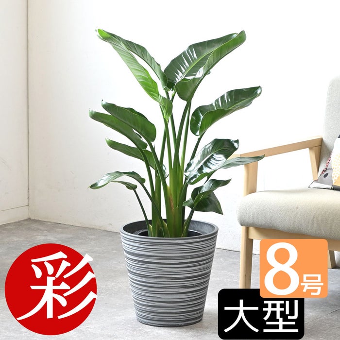 観葉植物 通販 ストレリチア・オーガスタ 8号鉢 エコフレンドリーポット鉢カバー付 観葉植物 本物