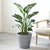 観葉植物 通販 ストレリチア・オーガスタ 8号鉢 エコフレンドリーポット鉢カバー付 観葉植物 本物