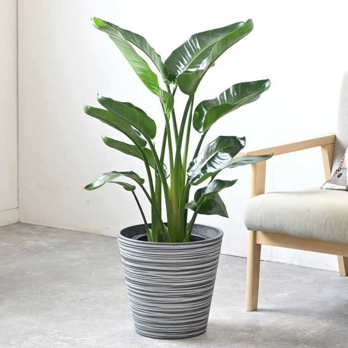 観葉植物 通販 ストレリチア・オーガスタ 8号鉢 エコフレンドリーポット鉢カバー付 観葉植物 本物