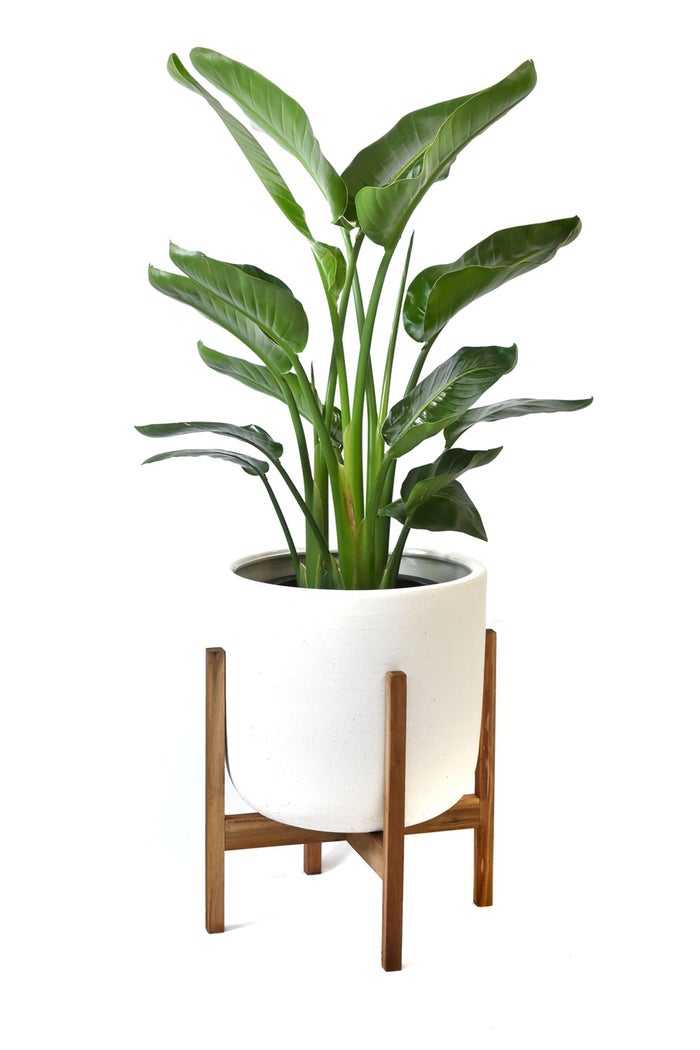 観葉植物 通販 ストレリチア・オーガスタ 8号鉢 ルーケト鉢カバー付 観葉植物 本物