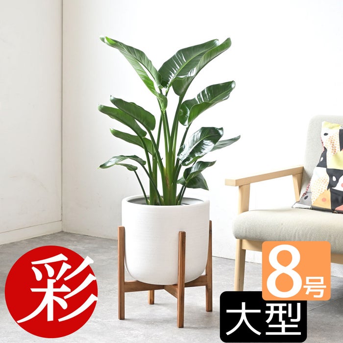 観葉植物 通販 ストレリチア・オーガスタ 8号鉢 ルーケト鉢カバー付 観葉植物 本物