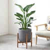 観葉植物 通販 ストレリチア・オーガスタ 8号鉢 ルーケト鉢カバー付 観葉植物 本物