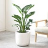 観葉植物 通販 ストレリチア・オーガスタ 8号鉢 ルーケト鉢カバー付 観葉植物 本物