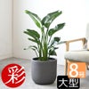 観葉植物 通販 ストレリチア・オーガスタ 8号鉢 ルーケト鉢カバー付 観葉植物 本物