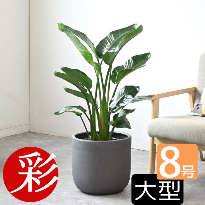 観葉植物 通販 ストレリチア・オーガスタ 8号鉢 ルーケト鉢カバー付 観葉植物 本物