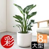 観葉植物 通販 ストレリチア・オーガスタ 8号鉢 ルーケト鉢カバー付 観葉植物 本物