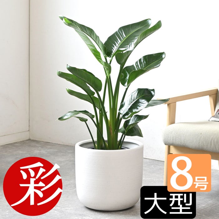 観葉植物 通販 ストレリチア・オーガスタ 8号鉢 ルーケト鉢カバー付 観葉植物 本物