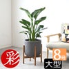 観葉植物 通販 ストレリチア・オーガスタ 8号鉢 ルーケト鉢カバー付 観葉植物 本物