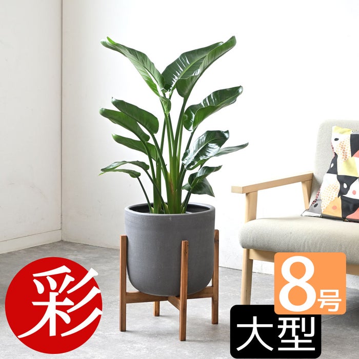観葉植物 通販 ストレリチア・オーガスタ 8号鉢 ルーケト鉢カバー付 観葉植物 本物