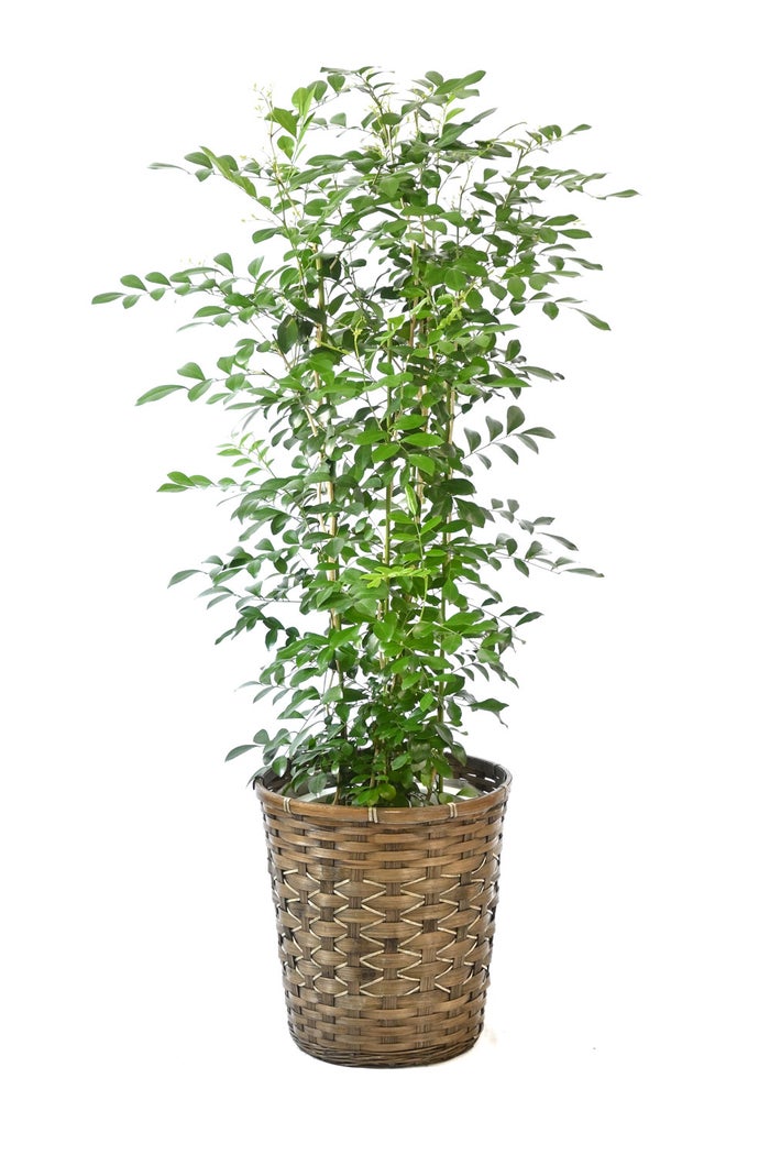 観葉植物 通販 シルクジャスミン ゲッキツ 8号鉢 キャラメルブラウン鉢カバー付 観葉植物 本物
