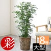 観葉植物 通販 シルクジャスミン ゲッキツ 8号鉢 キャラメルブラウン鉢カバー付 観葉植物 本物