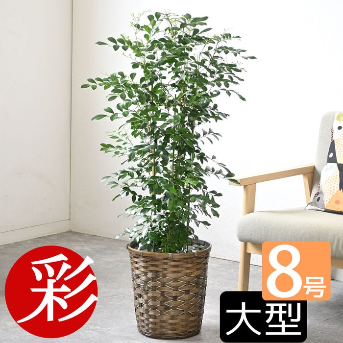 観葉植物 通販 シルクジャスミン ゲッキツ 8号鉢 キャラメルブラウン鉢カバー付 観葉植物 本物