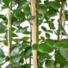 観葉植物 通販 シルクジャスミン ゲッキツ 8号鉢 キャラメルブラウン鉢カバー付 観葉植物 本物