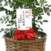 観葉植物 通販 シルクジャスミン ゲッキツ 8号鉢 キャラメルブラウン鉢カバー付 観葉植物 本物