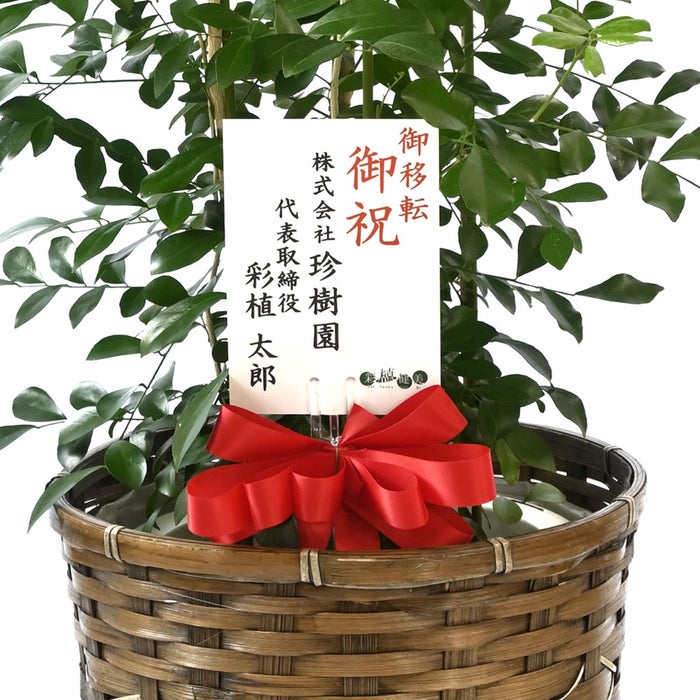 観葉植物 通販 シルクジャスミン ゲッキツ 8号鉢 キャラメルブラウン鉢カバー付 観葉植物 本物