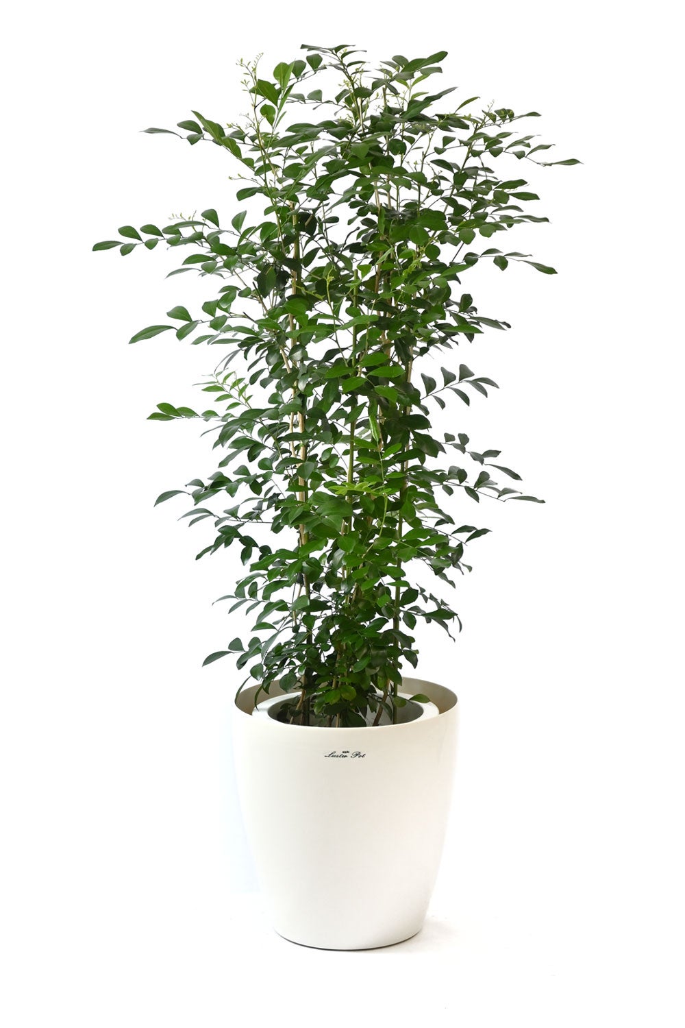 観葉植物 通販 シルクジャスミン ゲッキツ 8号鉢 ラスター白鉢カバー付 観葉植物 本物