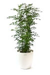 観葉植物 通販 シルクジャスミン ゲッキツ 8号鉢 ラスター白鉢カバー付 観葉植物 本物