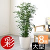観葉植物 通販 シルクジャスミン ゲッキツ 8号鉢 ラスター白鉢カバー付 観葉植物 本物