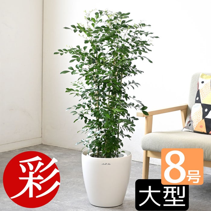 観葉植物 通販 シルクジャスミン ゲッキツ 8号鉢 ラスター白鉢カバー付 観葉植物 本物