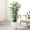 観葉植物 通販 シルクジャスミン ゲッキツ 8号鉢 ラスター白鉢カバー付 観葉植物 本物