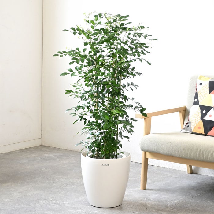 観葉植物 通販 シルクジャスミン ゲッキツ 8号鉢 ラスター白鉢カバー付 観葉植物 本物