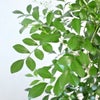 観葉植物 通販 シルクジャスミン ゲッキツ 8号鉢 ラスター白鉢カバー付 観葉植物 本物