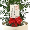 観葉植物 通販 シルクジャスミン ゲッキツ 8号鉢 ラスター白鉢カバー付 観葉植物 本物