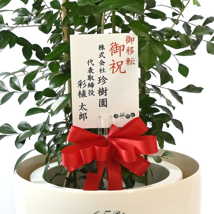 観葉植物 通販 シルクジャスミン ゲッキツ 8号鉢 ラスター白鉢カバー付 観葉植物 本物