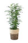 観葉植物 通販 シルクジャスミン ゲッキツ 8号鉢 ツートーン鉢カバー付 観葉植物 本物