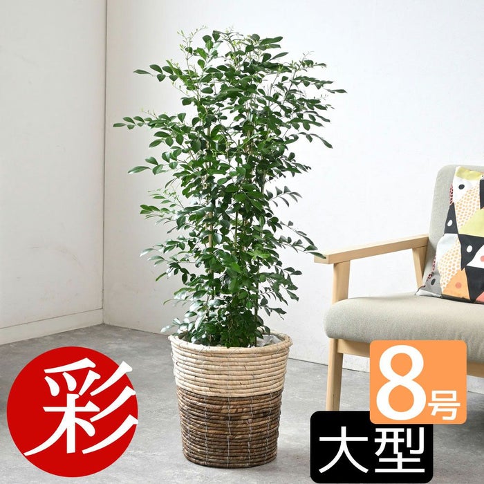 観葉植物 通販 シルクジャスミン ゲッキツ 8号鉢 ツートーン鉢カバー付 観葉植物 本物