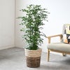 観葉植物 通販 シルクジャスミン ゲッキツ 8号鉢 ツートーン鉢カバー付 観葉植物 本物