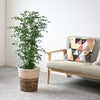 観葉植物 通販 シルクジャスミン ゲッキツ 8号鉢 ツートーン鉢カバー付 観葉植物 本物