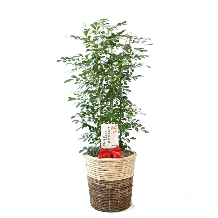観葉植物 通販 シルクジャスミン ゲッキツ 8号鉢 ツートーン鉢カバー付 観葉植物 本物