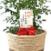 観葉植物 通販 シルクジャスミン ゲッキツ 8号鉢 ツートーン鉢カバー付 観葉植物 本物