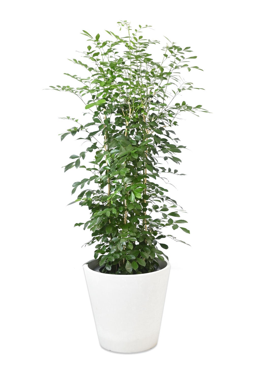 観葉植物 通販 シルクジャスミン ゲッキツ 8号鉢 ガルボ鉢カバー付 観葉植物 本物