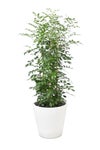観葉植物 通販 シルクジャスミン ゲッキツ 8号鉢 ガルボ鉢カバー付 観葉植物 本物