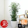 観葉植物 通販 シルクジャスミン ゲッキツ 8号鉢 ガルボ鉢カバー付 観葉植物 本物