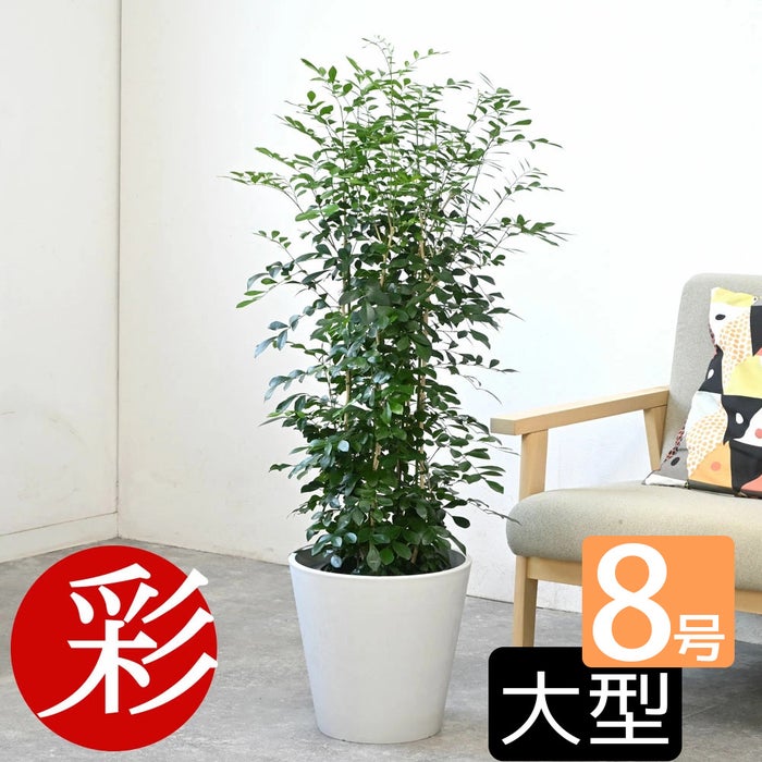 観葉植物 通販 シルクジャスミン ゲッキツ 8号鉢 ガルボ鉢カバー付 観葉植物 本物