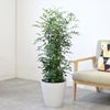 観葉植物 通販 シルクジャスミン ゲッキツ 8号鉢 ガルボ鉢カバー付 観葉植物 本物