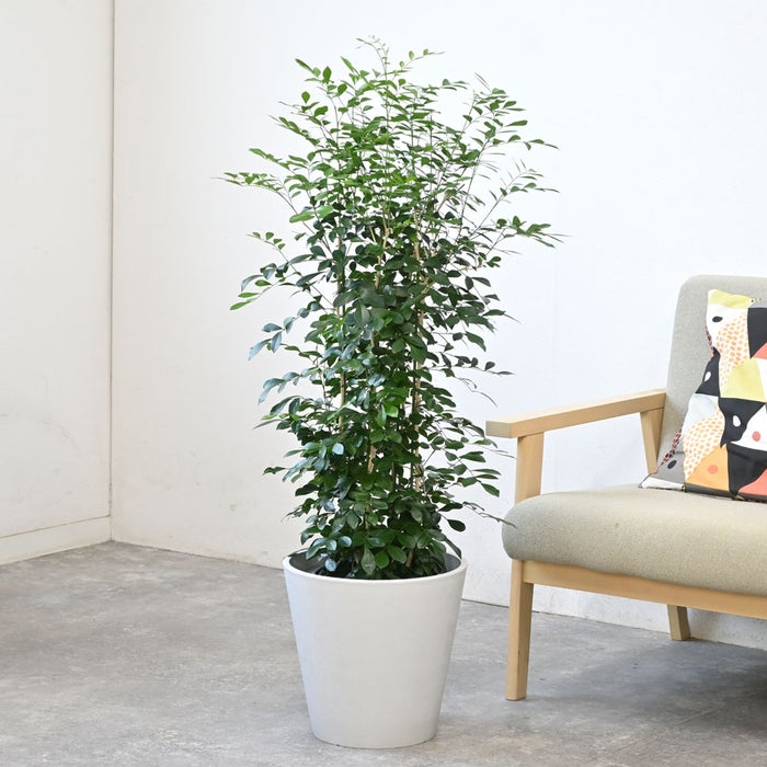 観葉植物 通販 シルクジャスミン ゲッキツ 8号鉢 ガルボ鉢カバー付 観葉植物 本物