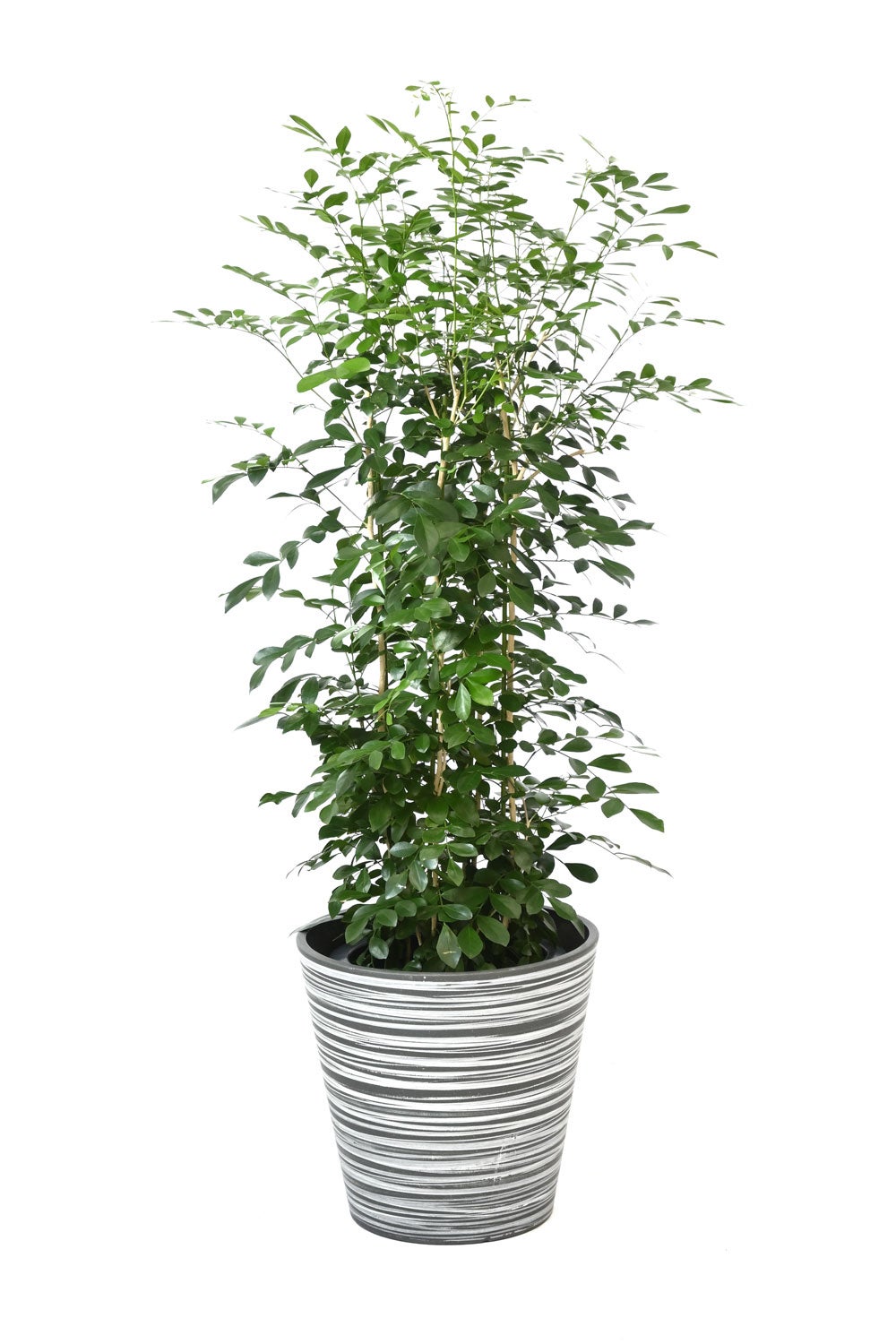 観葉植物 通販 シルクジャスミン ゲッキツ 8号鉢 エコフレンドリーポット鉢カバー付 観葉植物 本物