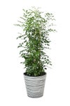 観葉植物 通販 シルクジャスミン ゲッキツ 8号鉢 エコフレンドリーポット鉢カバー付 観葉植物 本物