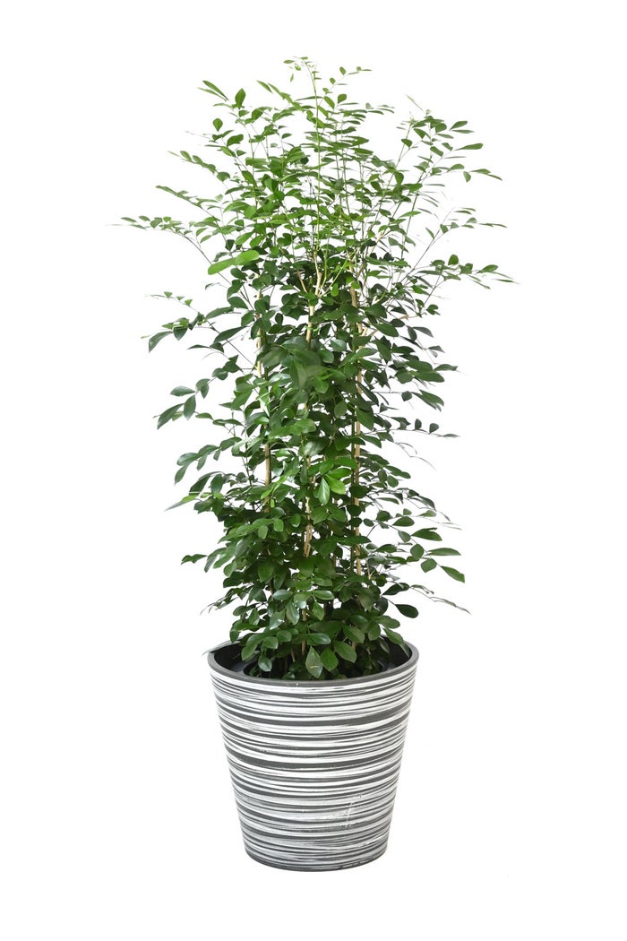 観葉植物 通販 シルクジャスミン ゲッキツ 8号鉢 エコフレンドリーポット鉢カバー付 観葉植物 本物