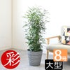 観葉植物 通販 シルクジャスミン ゲッキツ 8号鉢 エコフレンドリーポット鉢カバー付 観葉植物 本物