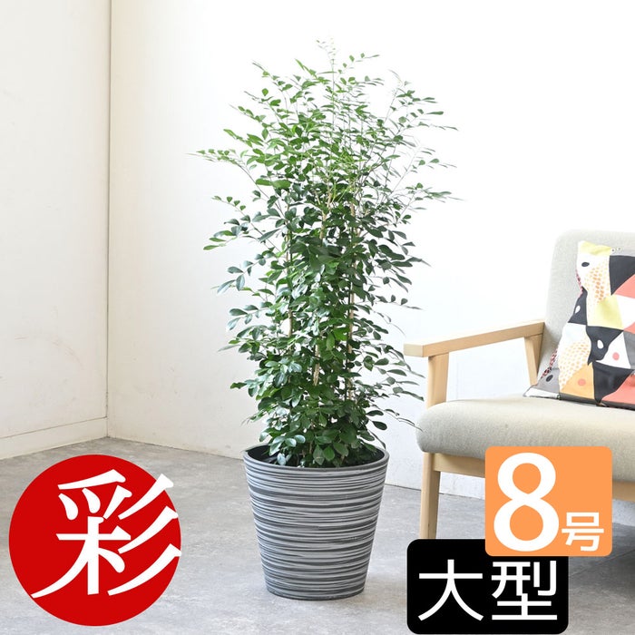 観葉植物 通販 シルクジャスミン ゲッキツ 8号鉢 エコフレンドリーポット鉢カバー付 観葉植物 本物