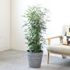 観葉植物 通販 シルクジャスミン ゲッキツ 8号鉢 エコフレンドリーポット鉢カバー付 観葉植物 本物