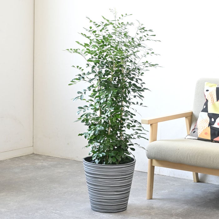 観葉植物 通販 シルクジャスミン ゲッキツ 8号鉢 エコフレンドリーポット鉢カバー付 観葉植物 本物